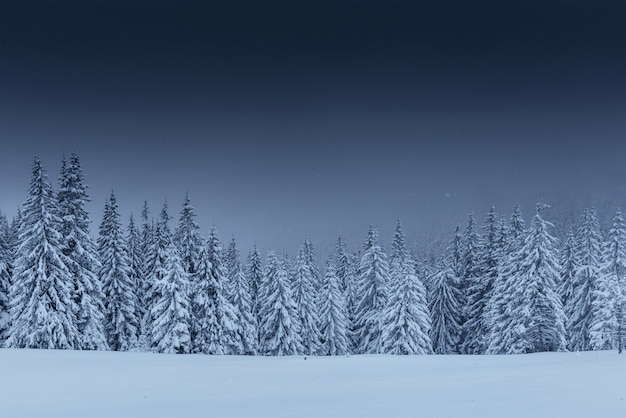 Free photo majestic winter landscape, pine forest with trees covered with snow.