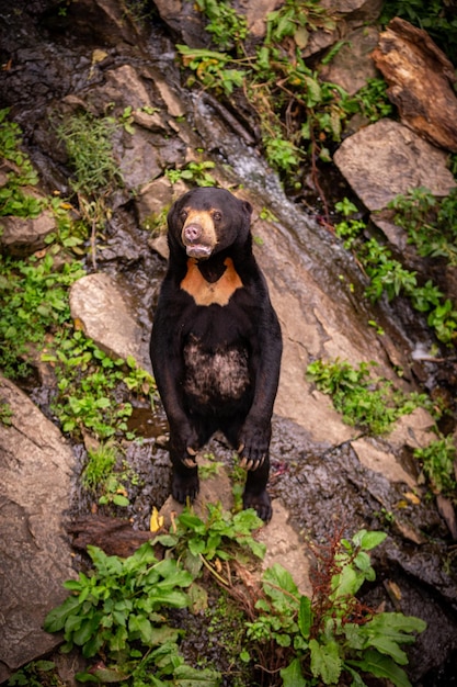 Free Photo malayan bear in the nature habitat. beautiful smaller kind of bears in zoo. rare animal in captivity. helarctos malayanus.