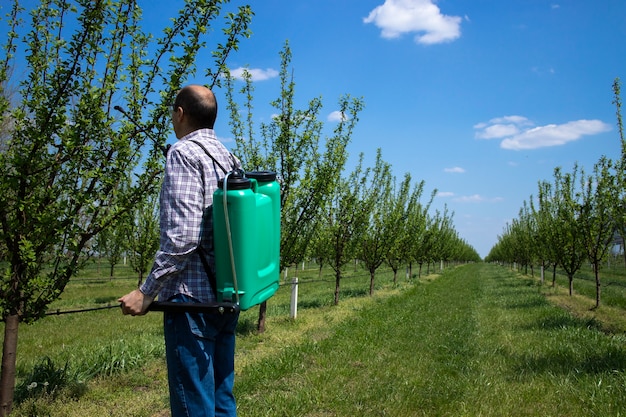 Male agronomist treating apple trees with pesticides in orchard