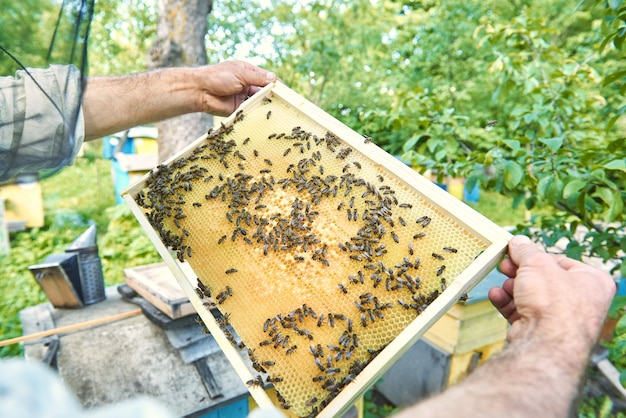 Free photo male beekeeper taking out honeycomb with bees from a beehive in his apiary.