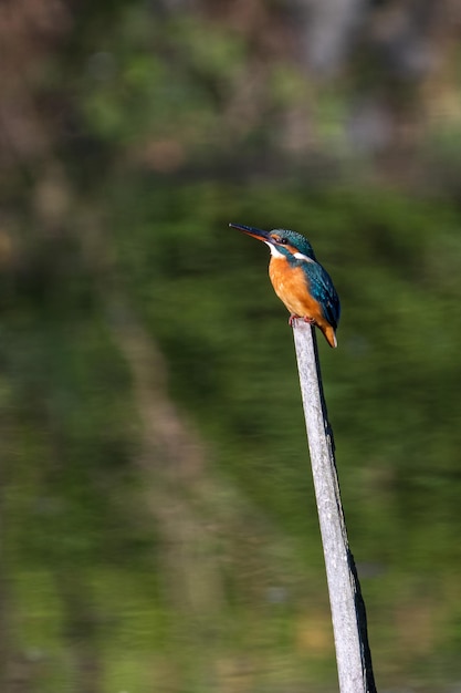 Free photo male common kingfisher perching on a tree branch