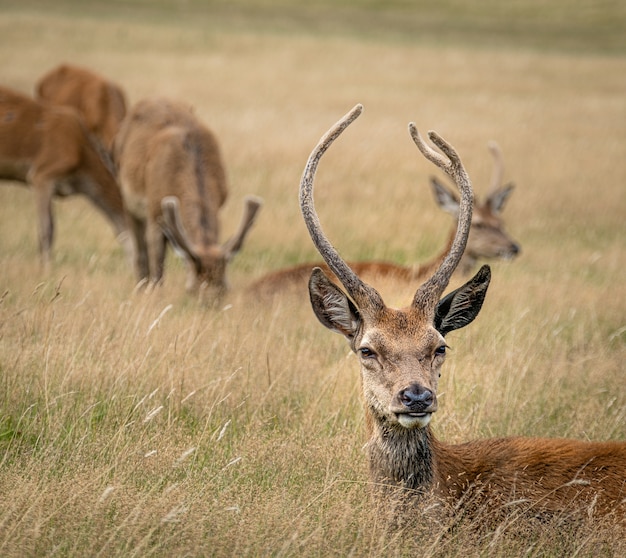 Male elk surrounded by others in a field