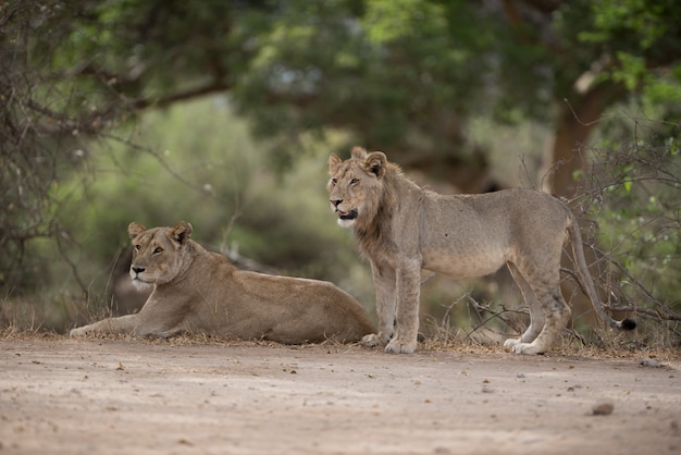 Free Photo male and female lion resting on the ground with a blurred background