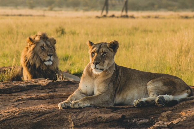 Free Photo male and female lions laying on the sand and resting