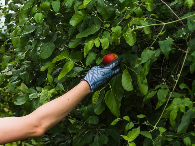 Free photo a male gardener picking red apple from tree