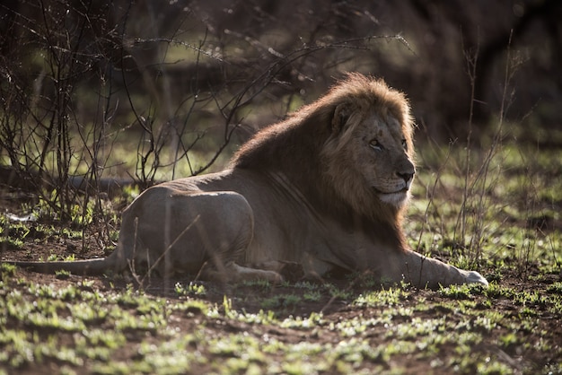 Free Photo male lion resting on the ground