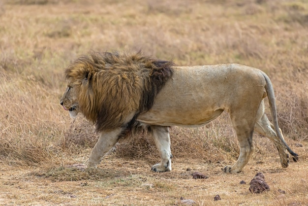 Free Photo male lion walking in a dry grassy field during daytime