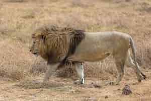 Free photo male lion walking in a dry grassy field during daytime