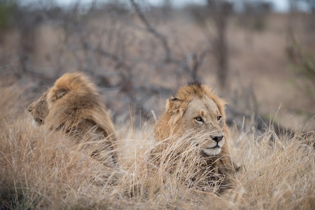 Free photo male lions resting on the bush with a blurred background