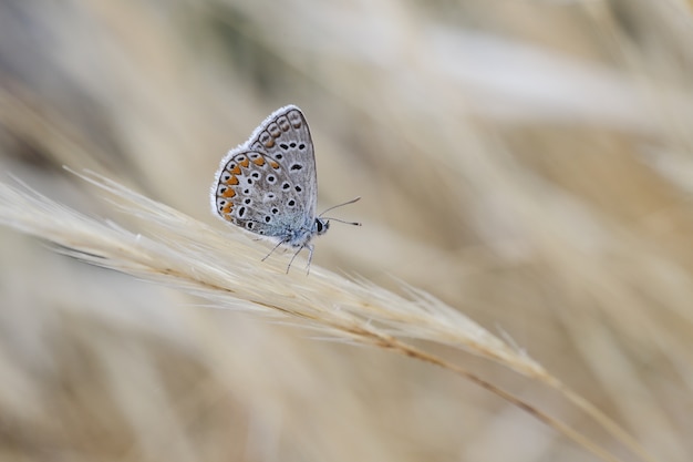 Male Southern blue  Polyommatus celina