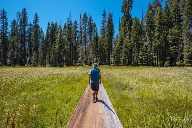 Free photo male standing on a giant fallen tree in the sequoia national park, california, usa