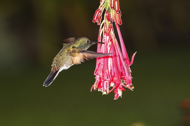 Free Photo male stripe-tailed hummingbird eupherusa eximia