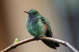 Free photo male stripe-tailed hummingbird  eupherusa eximia