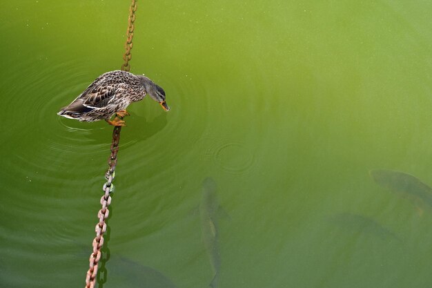 Mallard Anas platyrhynchos Sitting on a chain above the water looks at the fish in the water