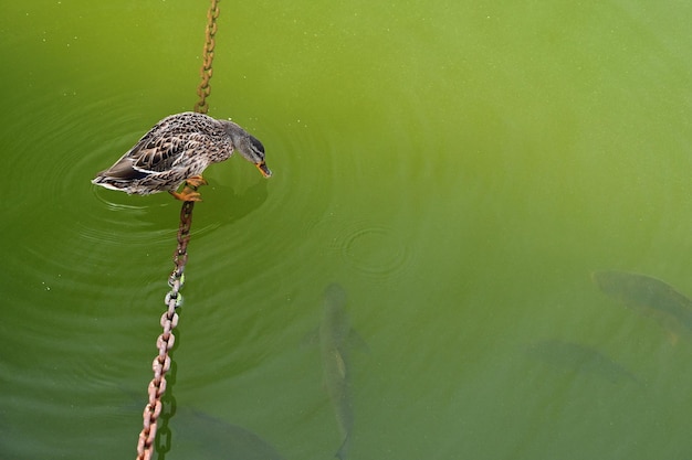 Mallard Anas platyrhynchos Sitting on a chain above the water looks at the fish in the water