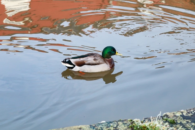 Free photo mallard duck swimming in a lake during daytime