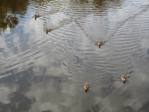 Free Photo mallard ducks swimming in the pond