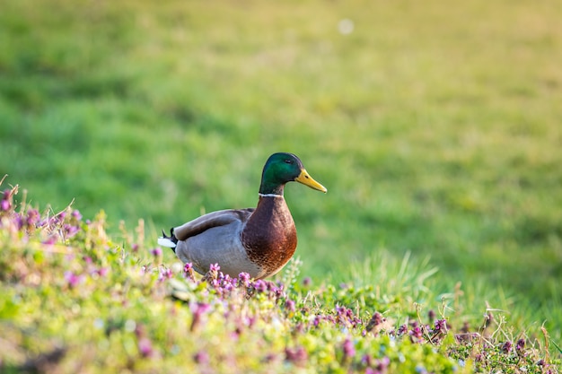 Free Photo mallard surrounded by flowers and greenery in a field under the sunlight