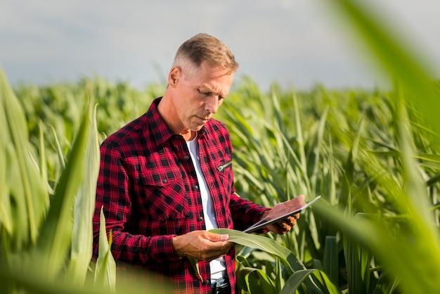 Man attentively inspecting a corn leaf