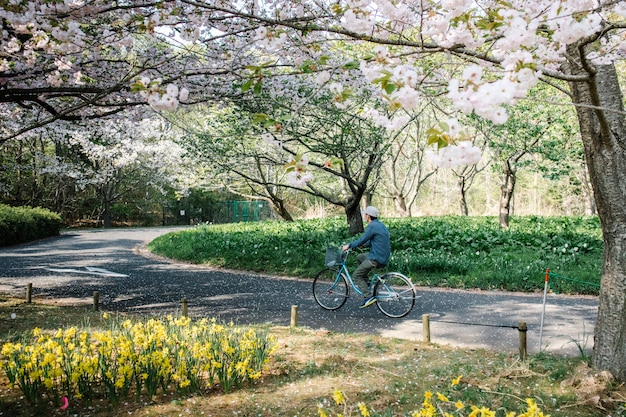 Free photo man in bike on pathway in sakura park