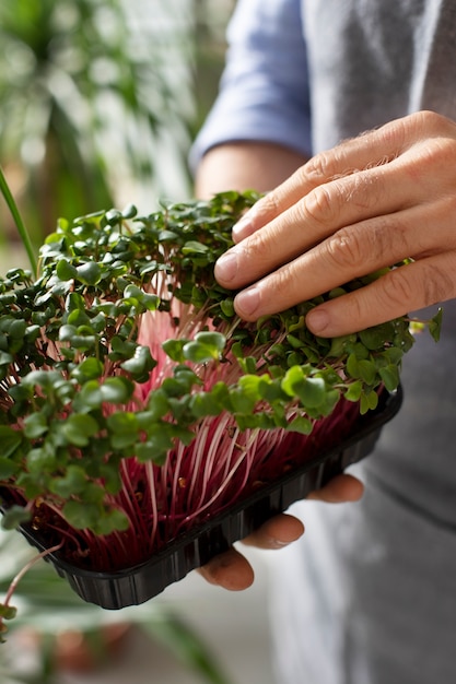 Free Photo man cultivating and farming edible plants indoors