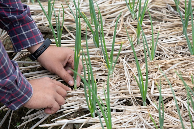 Free photo man gardener growing green spring onion.