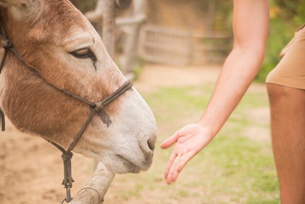 man giving eat donkey farm, animals and nature