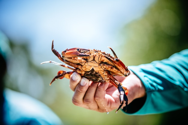 Man holding a crab from his catch during the day