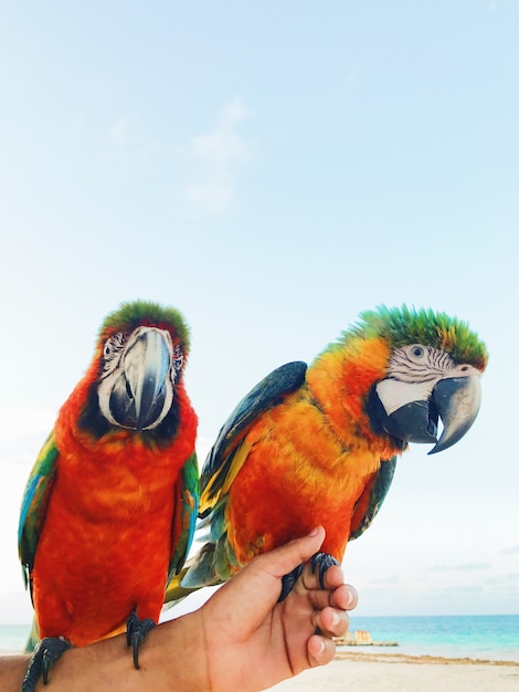 Man holds two colorful macaw parrots on his arm