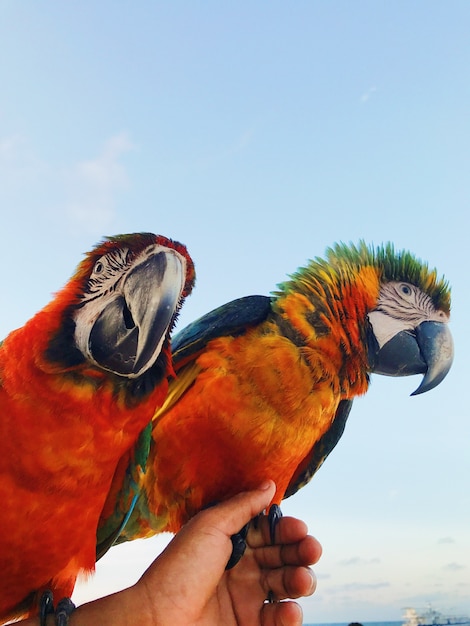 Man holds two colorful macaw parrots on his arm