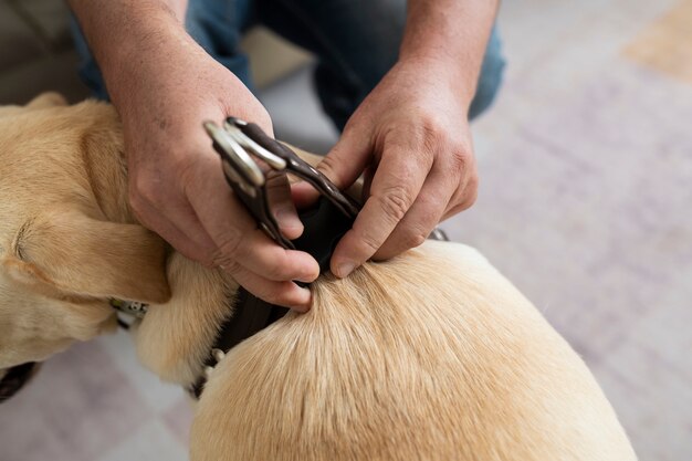 Man at home putting a leash on his dog