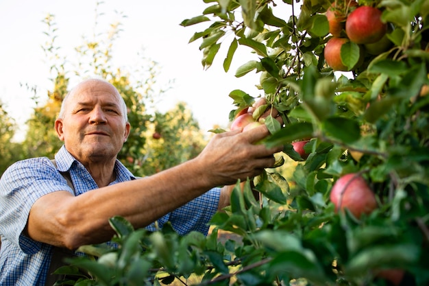 Free photo man picking apples from a tree in fruit orchard