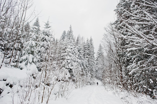 Man at pine trees covered by snow at Carpathian mountains Beautiful winter landscapes Frost nature