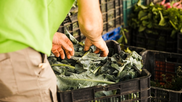 Free Photo man's hand holding leafy vegetable at market