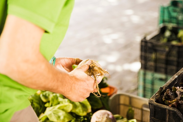 Free photo man's hand holding root vegetable in market