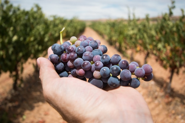 A man's hand holds a bunch of grapes in a vineyard