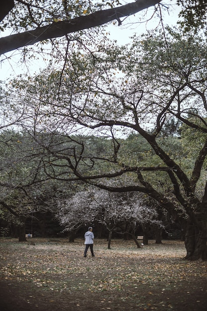 Free photo man standing on ground between trees during daytime