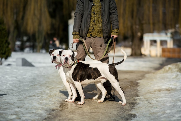 Free Photo man stands with two american bulldogs on the path in park