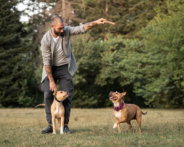 Man training his pitbull dogs