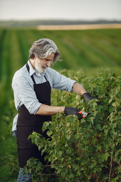 Man trimming bough of brush. Senior in a black apron.