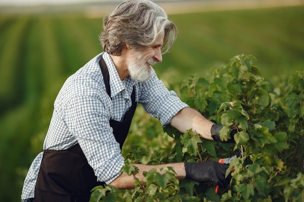 Man trimming bough of brush. Senior in a black apron.