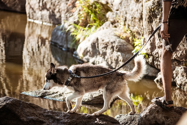 Free photo man walking with huskies dog in canyon near water