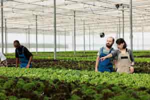 Free photo man and woman cultivating salad in hydroponic enviroment pointing at another row of bio green lettuce and vegetables. diverse people working in hot greenhouse with different crops.