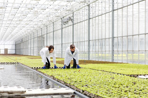 Man and woman in laboratory robes work with green plants in a greenhouse