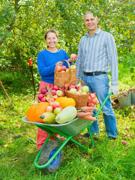 Man and woman  with  harvest  in  vegetables garden