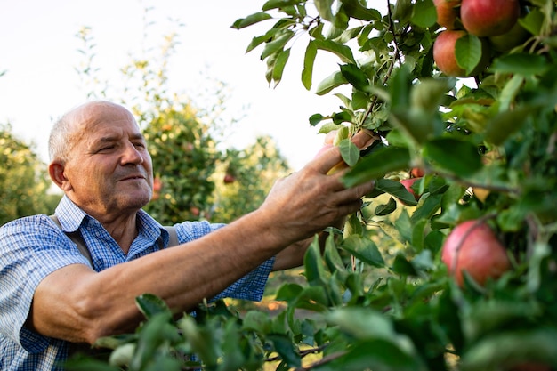 Free photo man working in fruit orchard picking up apples