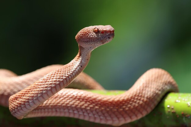 Manggrove Pit Viper snake closeup head animal closeup snake front view