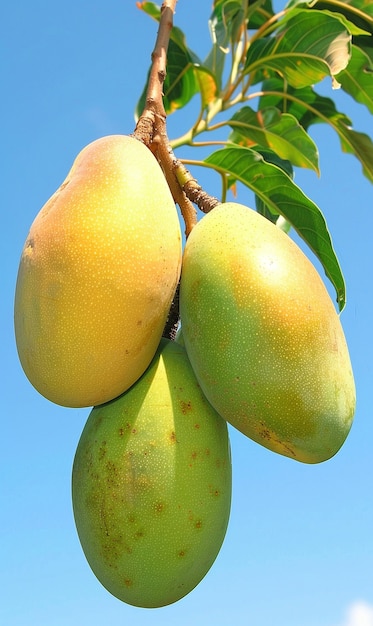 Free photo mango still life