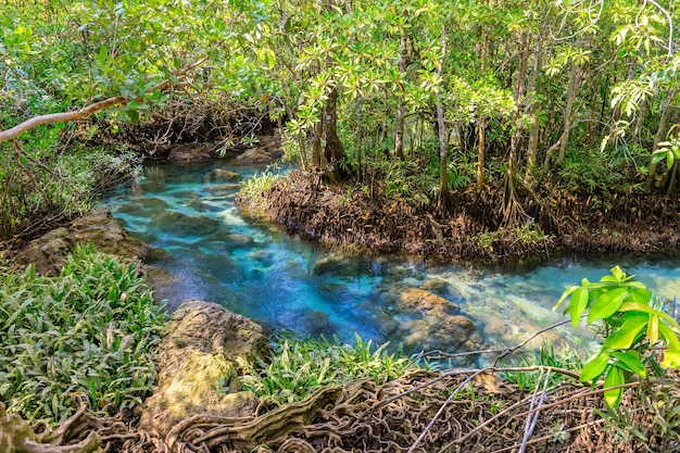 Free photo mangrove and crystal clear water stream canal at tha pom klong song nam mangrove wetland krabi thailand