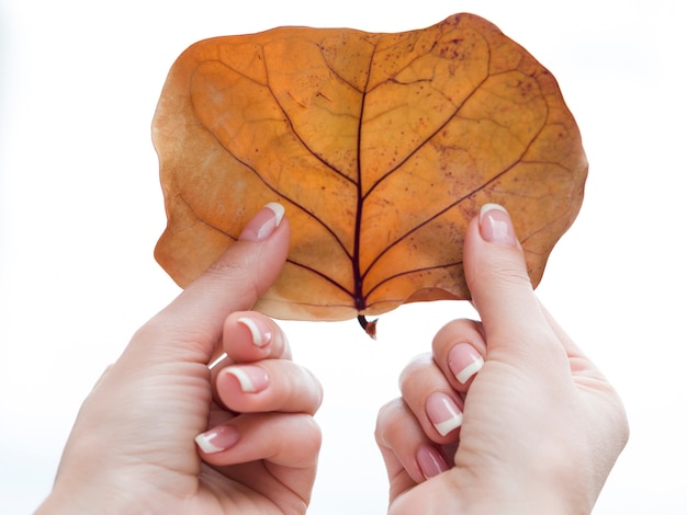 Free photo manicured hands holding dry leaf